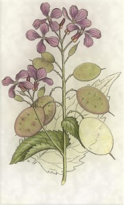 Lunaria biennis