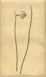 Balandžio 13 dienos gėlė: Žaliasis narcizas