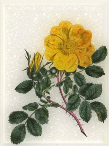 Birželio 1 dienos gėlė: Geltonoji rožė
