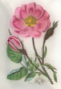 Birželio 3 dienos gėlė: Muskatinė rožė