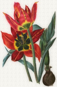 Balandžio 25 dienos gėlė: Ankstyvoji tulpė