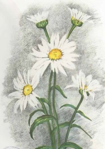 Birželio 11 dienos gėlė: Paparastoji baltgalvė