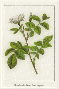 Birželio 12 dienos gėlė: Baltoji erškėtrožė
