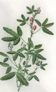 Birželio 15 dienos gėlė: Mimoza