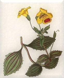 Birželio 17 dienos gėlė: Geltonasis puikūnas