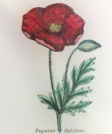 Birželio 20 dienos gėlė: Raudonoji aguona