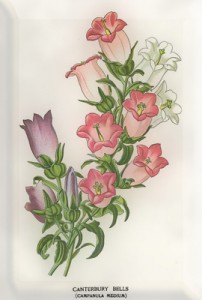 Birželio 22 dienos gėlė: Žydrasis varpelis