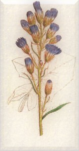 Birželio 26 dienos gėlė: Mėlynoji pienė