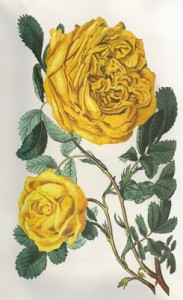 Liepos 5 dienos gėlė: Geltonoji rožė