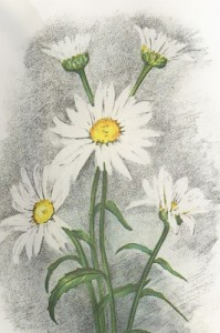 Liepos 11 dienos gėlė: Baltoji ramunė
