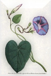 Liepos 16 dienos gėlė: Didysis purpurinis sukutis