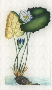 Rugpjūčio 5 dienos gėlė: Egiptietiškoji lelija