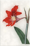 Rugpjūčio 16 dienos gėlė: Amarilis
