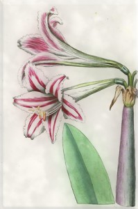 Rugpjūčio 26 dienos gėlė: Dryžuotasis amarilis