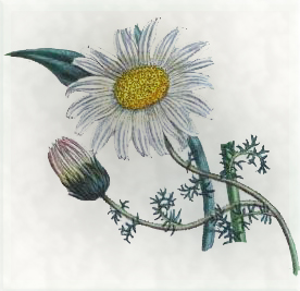 Soalio 28 dienos gėlė: Vėlyvoji chrizantema