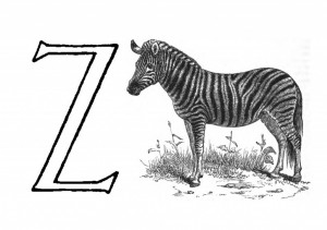 Raidė Z- Zebras
