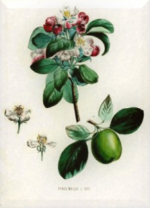 Gegužės 5 dienos gėlė: Laukinė obelis