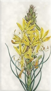 Gegužės 11 dienos gėlė: Geltonoji asfodelė