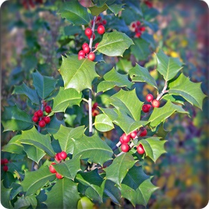 Bugienis winterberry