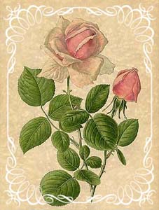 1 vintage atvirutė - Rožė