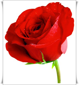 Raudona rožė