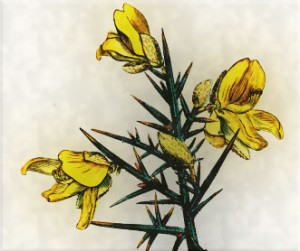 Sausio 10 dienos gėlė: Europinis dygliakrūmis