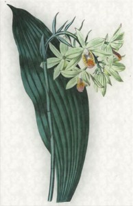 Gruodžio 2 dienos gėlė: Citrininis geodoras