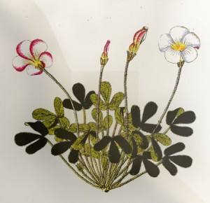 Lapkričio 30 dienos gėlė: Trispalvis kiškio kopūstas