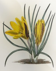 Vasario 15 dienos gėlė: Geltonasis krokas
