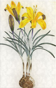 Vasario 17 dienos gėlė: Auksinis krokas