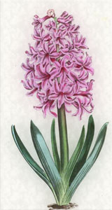 Vasario 6 dienos gėlė: Žydrasis hiacintas
