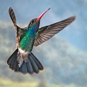 kolibris