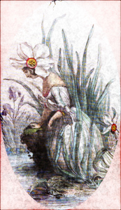 Korta- Narcizas