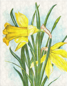 Kovo 6 dienos gėlė:Narcizas
