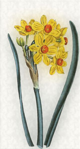 Vasario 9 dienos gėlė:Narcizas