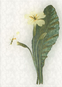 Vasario 5 dienos gėlė:Paprastoji raktažolė