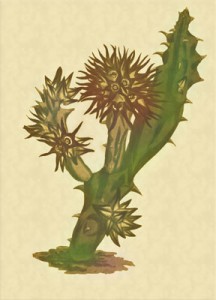 Grduožio 1 dienos gėlė : Tamsioji stapelija